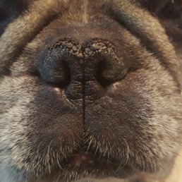 Before using Snout Soother Before using Snout Soother