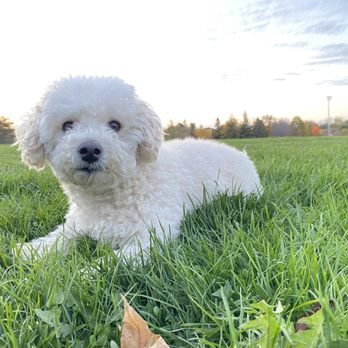 L'Amoreaux Park - Man's best friend - Parks Near Me - Toronto, Ontario L'Amoreaux Park - Man's best friend - Parks Near Me - Toronto, Ontario
