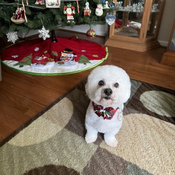 PetMan Grooming - Nico - Pet Groomers Near Me - Fredericksburg, Virginia