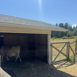 Orcas Moon Alpacas