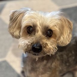 Olive still thriving after 6 months (diagnosed stage 2 chronic kidney disease)
