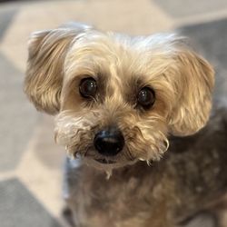 Meat - Olive still thriving after 6 months (diagnosed stage 2 chronic kidney disease)