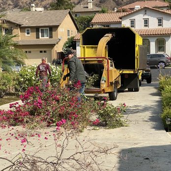 Yellow Tree Services - They own all of their own equipment, even the stump grinder - Tree Services Near Me