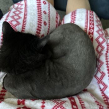 Fluffy Puppy Grooming Spa - Pet Groomers Near Me - Hamburg, New York Fluffy Puppy Grooming Spa - Pet Groomers Near Me - Hamburg, New York