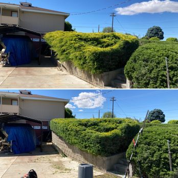 Central Tree - Tree Services Near Me Central Tree - Tree Services Near Me