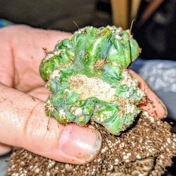 Mountain Crest Gardens - Did they take a cutting from this ming thing?! - Nurseries & Gardening Near Me - Fort Jones, California