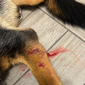 Bay Paws Pet Resort - Scout attacked by another dog - Bay Paws - Pet Boarding Near Me - Clearwater, Florida Bay Paws Pet Resort - Scout attacked by another dog - Bay Paws - Pet Boarding Near Me - Clearwater, Florida