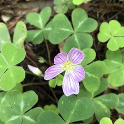 Austin Creek State Recreation Area - So many pretty flowers!