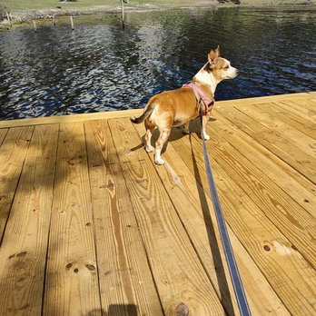 Red Bird Cottage and Farm - Beegee loved the dock - Animal Assisted Therapy Near Me