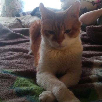 Olympia Pet Emergency - Dickson Torres RIP 9-13-2021 - Veterinarians Near Me - Lacey, Washington Olympia Pet Emergency - Dickson Torres RIP 9-13-2021 - Veterinarians Near Me - Lacey, Washington