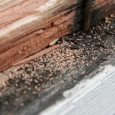 Termite Control - Kingsman Pest Exterminators LLC provides termite control services in Conroe, TX. We’re here to help you get rid of those pesky termites, so you can focus on what really matters: your family and your home! We offer termite and pest control services. Our goal is to ensure that your home is safe from pests–and we’ll work with you to make sure it’s done right. We’ll work with you to find the best solution for any situation–whether you need full-scale extermination or just want a few areas treated. Our expert termite exterminators are the best in the industry! Call us right now, we offer free estimates!
