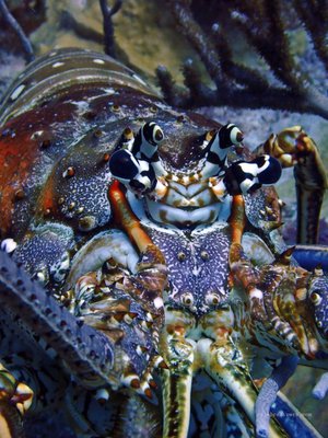 Culebra Divers by null