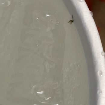 Popeyes Louisiana Kitchen - Dead bug in my drink. - Fast Food Near Me - Tucson, Arizona Popeyes Louisiana Kitchen - Dead bug in my drink. - Fast Food Near Me - Tucson, Arizona