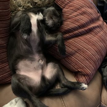Eastside Veterinary Associates - This lazy guy loved the vet and was super relaxed after the visit. - Veterinarians Near Me - Kirkland, Washington Eastside Veterinary Associates - This lazy guy loved the vet and was super relaxed after the visit. - Veterinarians Near Me - Kirkland, Washington