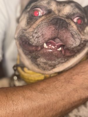 Bluefoot Bar and Lounge by null