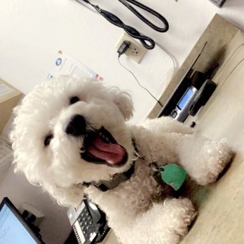 San Jose Puppies - Pet Services Near Me San Jose Puppies - Pet Services Near Me