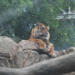 Downtown Aquarium - Tiger!?!? at the aquarium.  Random.