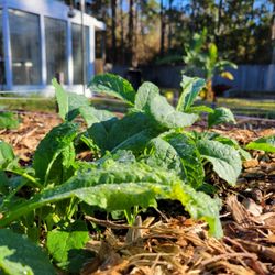 Coastal Homesteads - Morning dew on Kale