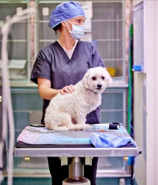 TRAINEE VETERINARY NURSE 10 Photos 75A Boundary St