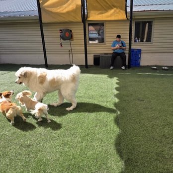 Happie Hounds - Pet Boarding Near Me - Mt. Juliet, Tennessee