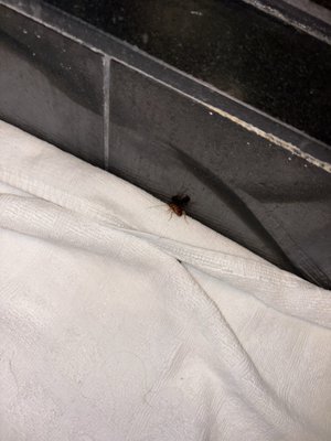 Hotel Le Marais by null