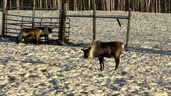 Large Animal Research Station by null