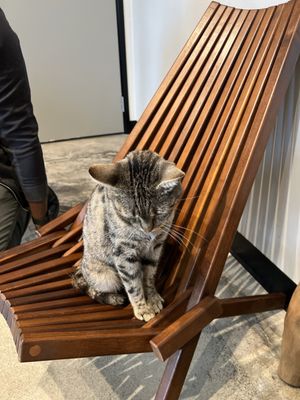 Whiskers & Wine Cat Cafe by null