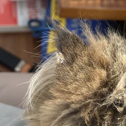Paw Palace Grooming - This is what her ear looked like right after the haircut when we brought her home. You can see the scab from whatever they put on the cut.