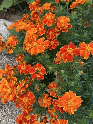 Seed Savers Exchange by null