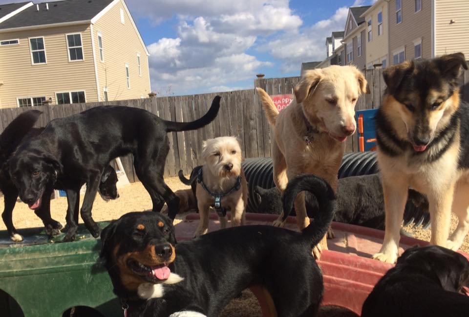 HAPPY DOG CARE Updated September 2024 12 Reviews 10246 B