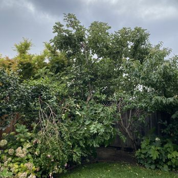 Alvarado Tree Service - Before - Tree Services Near Me Alvarado Tree Service - Before - Tree Services Near Me
