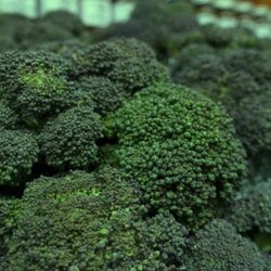 Riverside Farm Stand & Greenhouse - OUR OWN broccoli - 8/21
