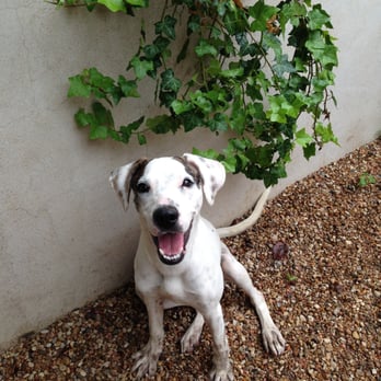 Train My Dogs - Pet Training Near Me - Austin, Texas Train My Dogs - Pet Training Near Me - Austin, Texas
