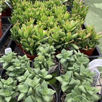 The Secret Garden - Succulents - Nurseries & Gardening Near Me - Elk Grove, California The Secret Garden - Succulents - Nurseries & Gardening Near Me - Elk Grove, California