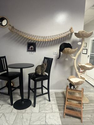 Kitty Cat Cafe and Adoption Lounge Inc by null