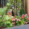 The Georgian Terrace gift card