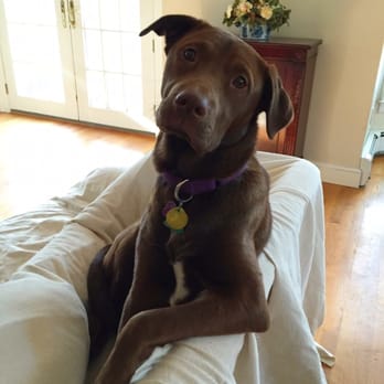 The Happy Tail - Just hangin out at The Happy Tail - Pet Sitting Near Me - Needham, Massachusetts