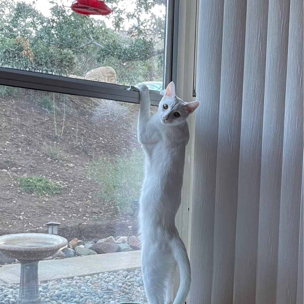 Dr. Billingsley helped diagnose her little heart issues and with the proper meds my little fur baby will be with us longer Dr. Billingsley helped diagnose her little heart issues and with the proper meds my little fur baby will be with us longer