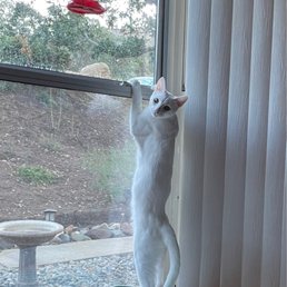Dr. Billingsley helped diagnose her little heart issues and with the proper meds my little fur baby will be with us longer Dr. Billingsley helped diagnose her little heart issues and with the proper meds my little fur baby will be with us longer