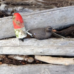 Guemes Island Ferry - Pacific Northwest is famous for its Geoduck clams, this is the elusive and rare Buoyduck!