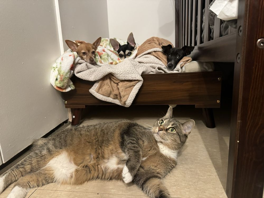 Rockaway Beach Veterinary Services Image
