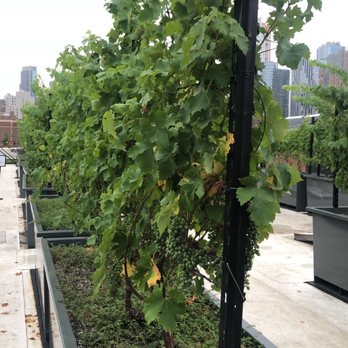 Rooftop Reds - Wineries Near Me - Brooklyn, New York Rooftop Reds - Wineries Near Me - Brooklyn, New York