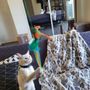 Photo of Rene's Cuddly Critter Sitting & Dog Walking