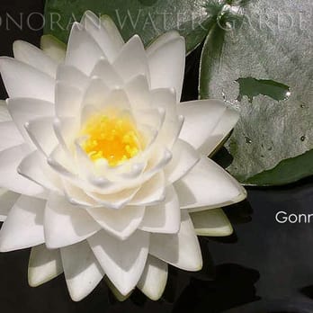 Sonoran Water Gardens - 'Gonnere' White Hardy Waterlily - Nurseries & Gardening Near Me - Eloy, Arizona Sonoran Water Gardens - 'Gonnere' White Hardy Waterlily - Nurseries & Gardening Near Me - Eloy, Arizona