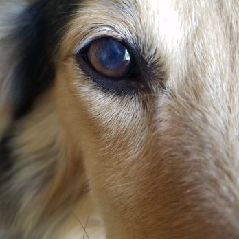 Eye Care for Animals - Pasadena - Gracie's right eye Oct. 2018 - Veterinarians Near Me - Pasadena, California Eye Care for Animals - Pasadena - Gracie's right eye Oct. 2018 - Veterinarians Near Me - Pasadena, California