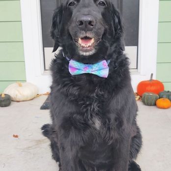 Pet Reflections - Pet Cremation Services Near Me - Pleasant Grove, Utah Pet Reflections - Pet Cremation Services Near Me - Pleasant Grove, Utah