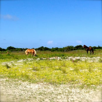 Crystal Coast Ferry Service - The stallion is on the right and two horses in the harem. Shackleford Bank is a barrier island in North Carolina - Ferries Near Me - Morehead City, North Carolina
