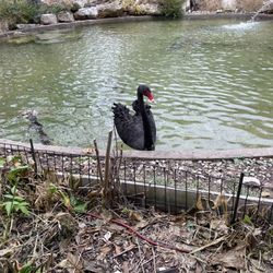 Sunset Zoo