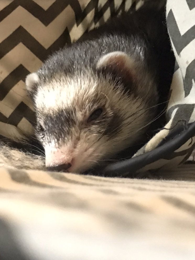 JD’s Pet Getaway - pet boarding facility in Schertz, TX