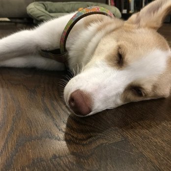Dogs All Day - This Doggo had FUN! Thx Dogs All Day. - Pet Sitting Near Me - Charlotte, North Carolina Dogs All Day - This Doggo had FUN! Thx Dogs All Day. - Pet Sitting Near Me - Charlotte, North Carolina